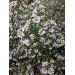 Calico aster